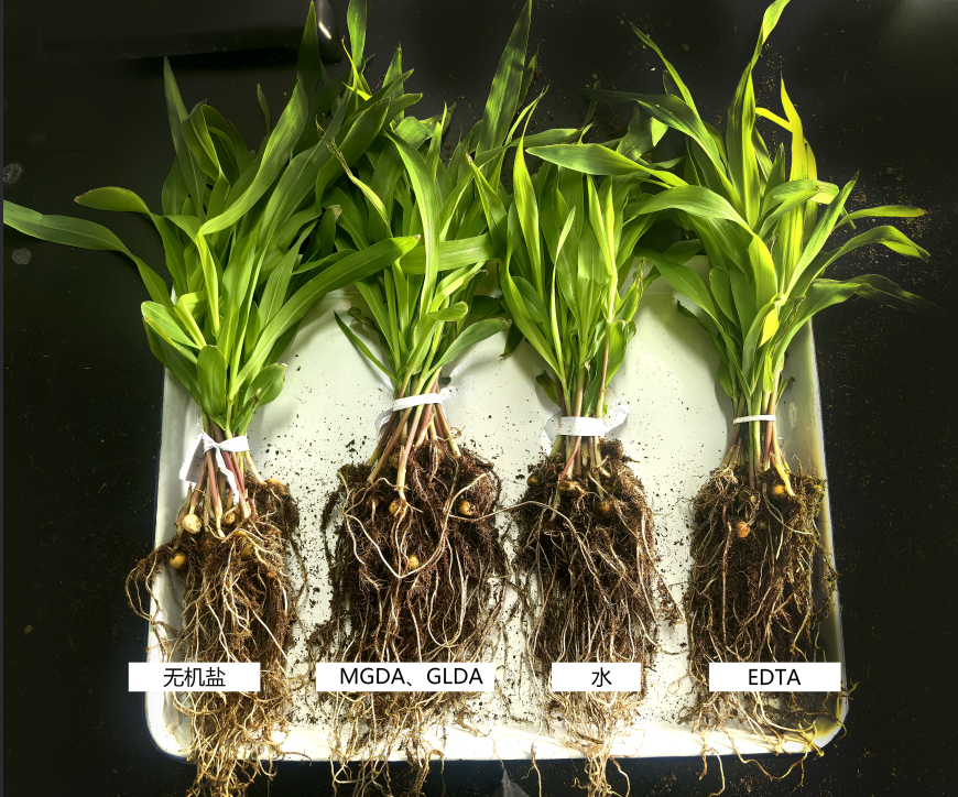 绿色螯合剂对于植物根系的作用
